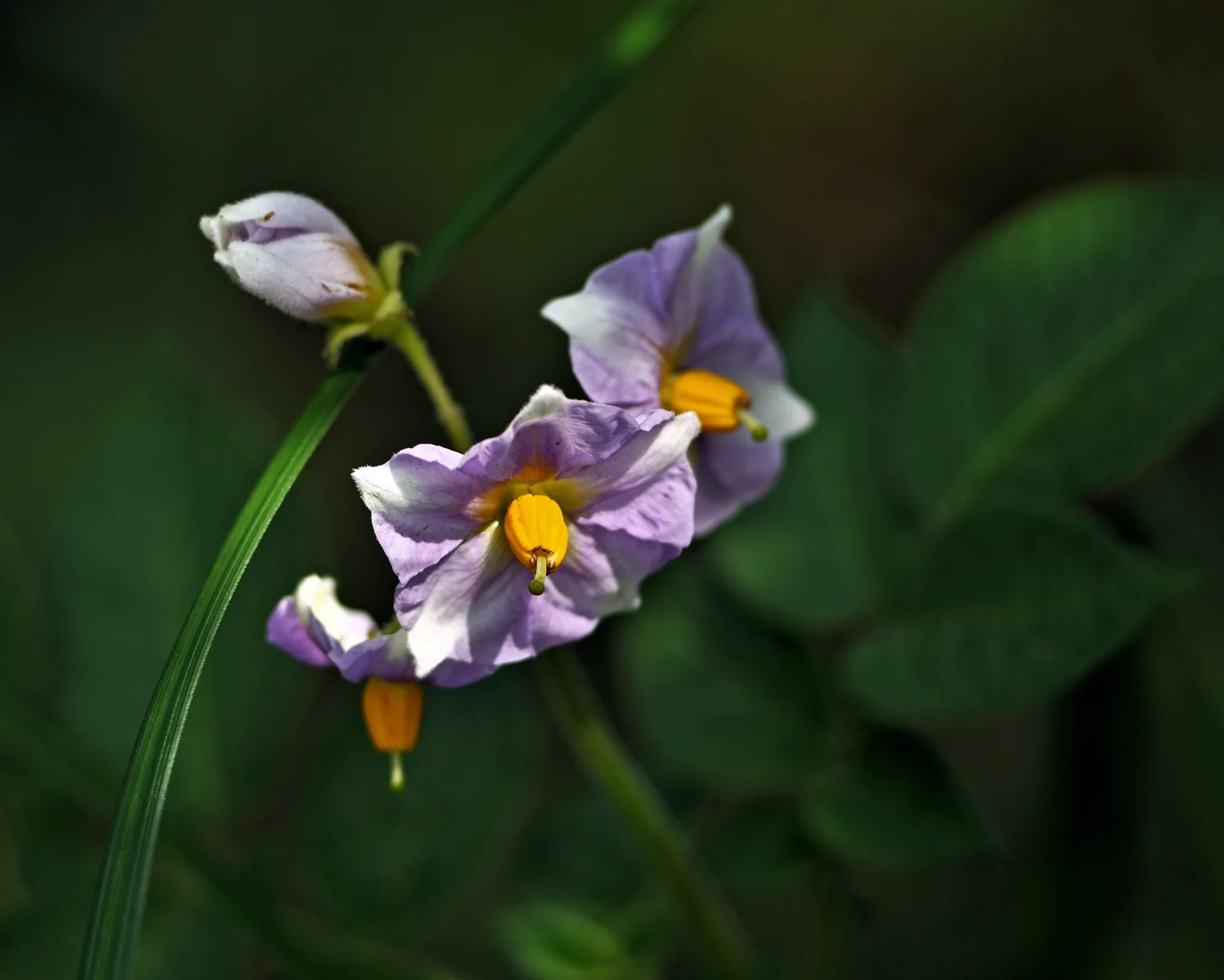 Purple potato flowers with yellow centers and unopened buds among dark foliage.