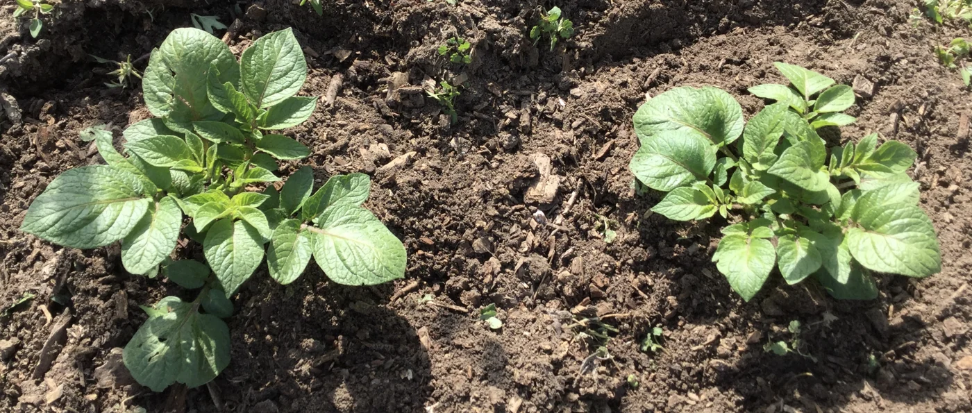 Two leafy potato plants growing in open soil.