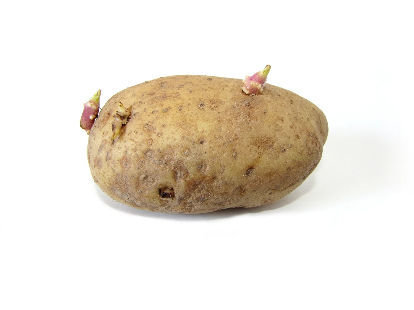 A tan potato tuber with short pink shoots against a white background.