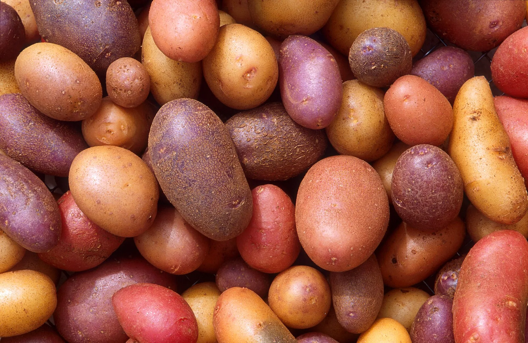 Potato plants and harvested tubers.