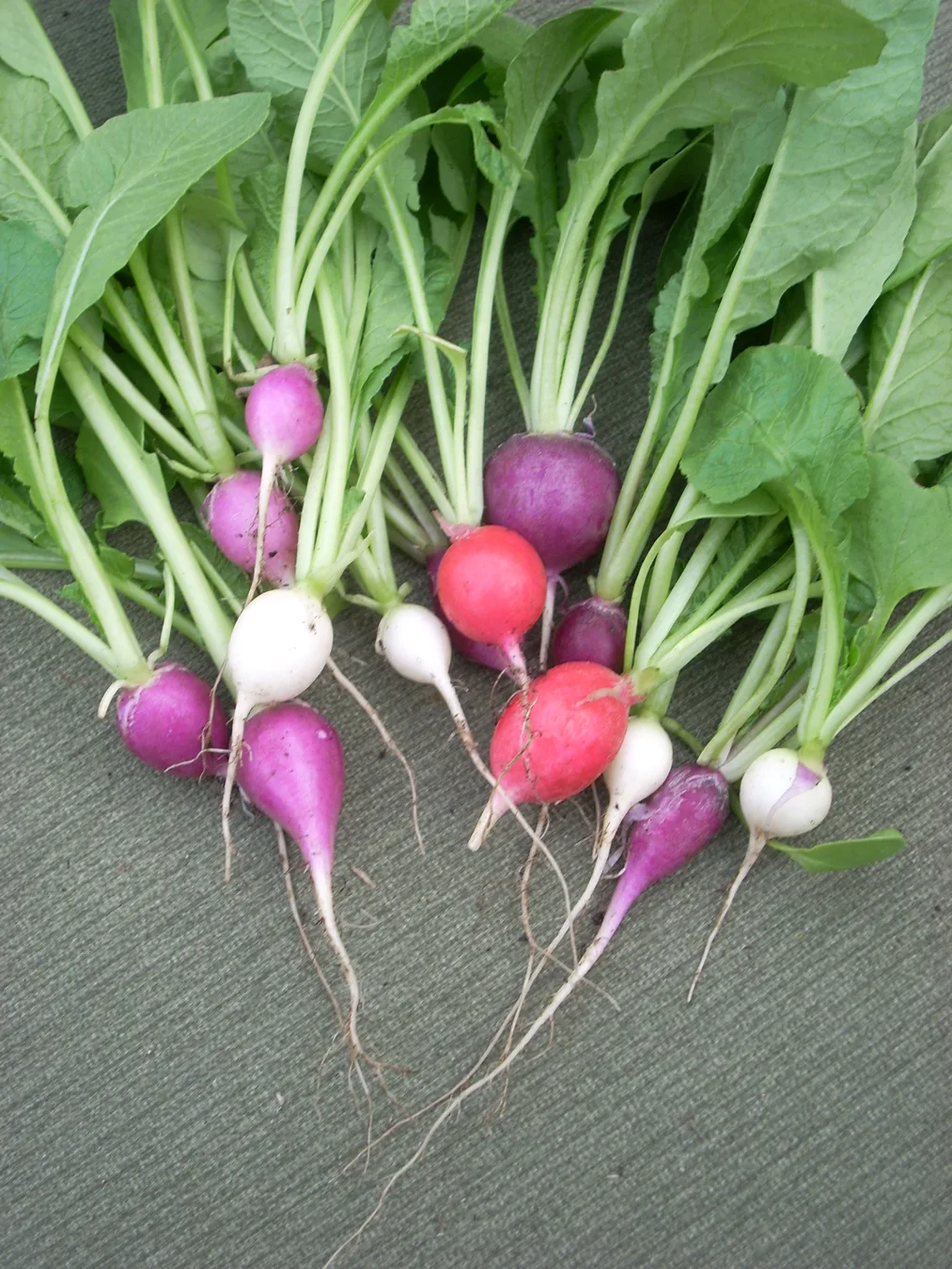Fresh radishes with red roots and green leaves.