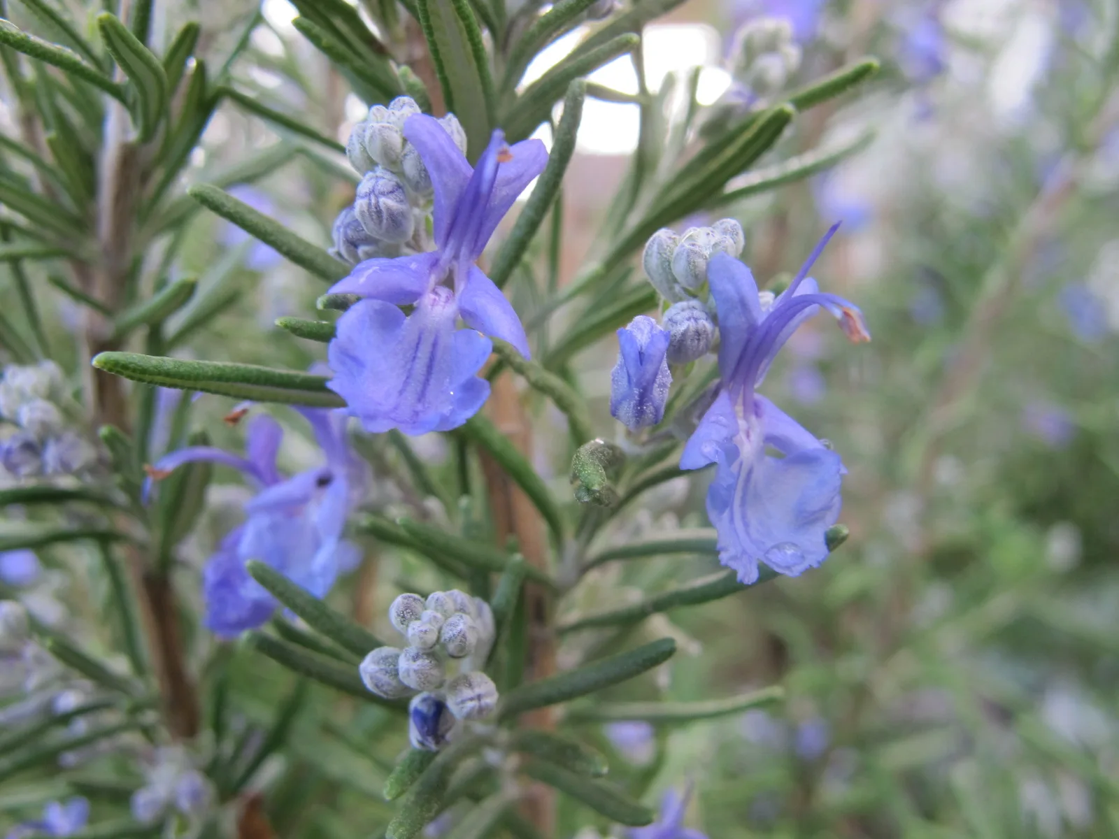 Rosemary stems with narrow aromatic leaves.