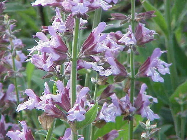 Soft gray-green sage leaves.