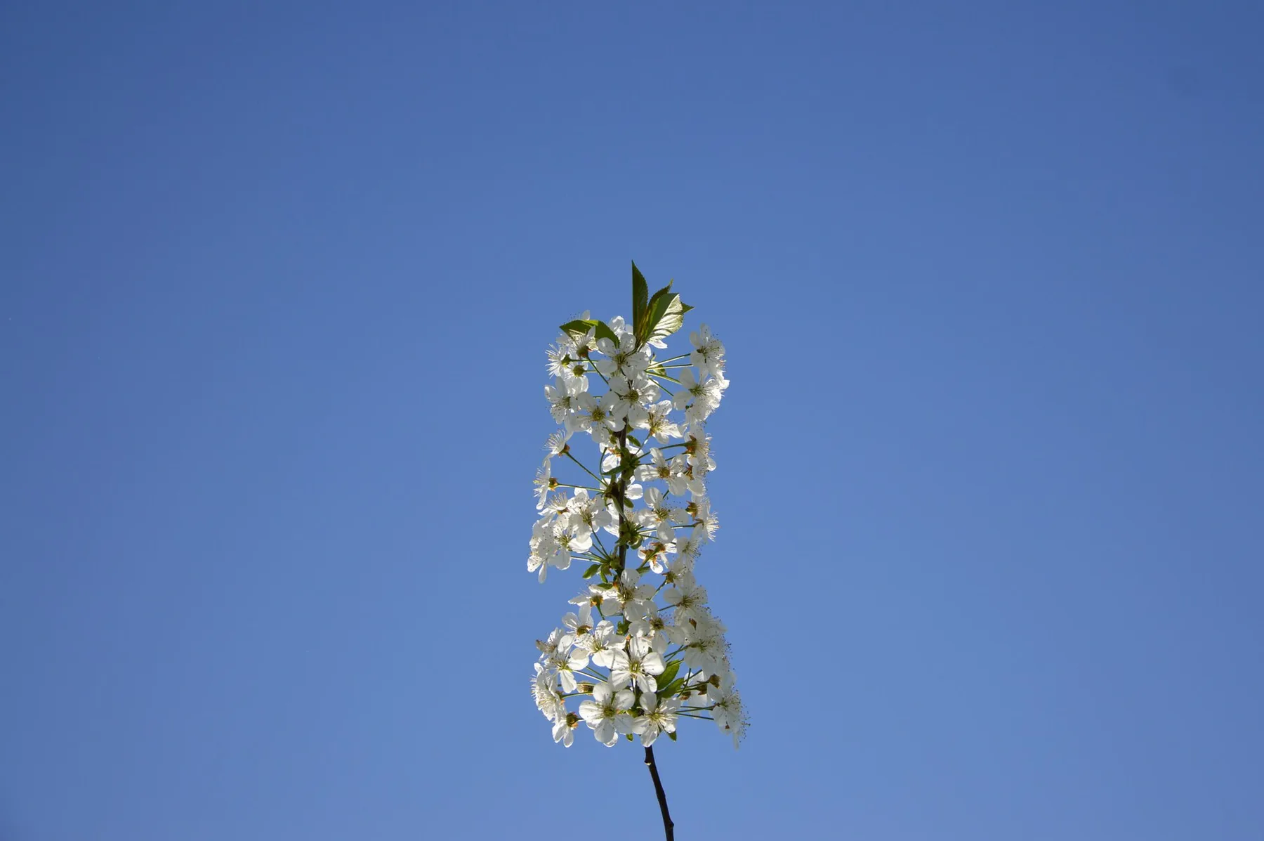 Ripe sour cherries hanging on a branch.