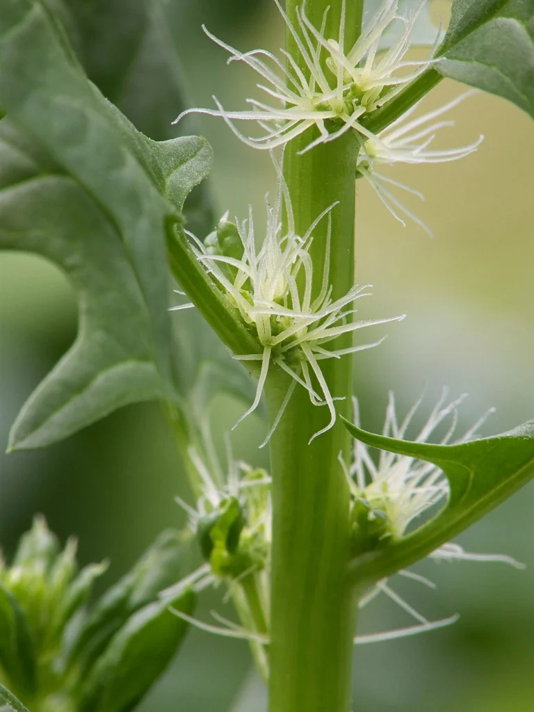 White threadlike stigmas project from small spinach flowers beside green leaves.