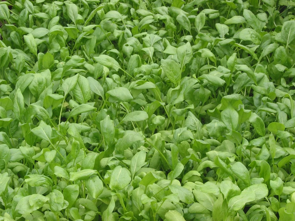 Green spinach leaves form a dense patch in soil.