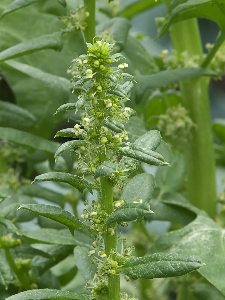Small green spinach flowers with pale yellow anthers clustered along an upright stalk.
