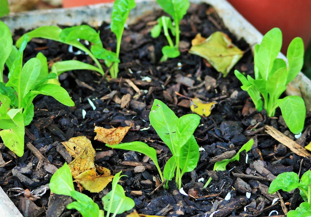 Small spinach plants with narrow seed leaves and broader new leaves growing in a container.