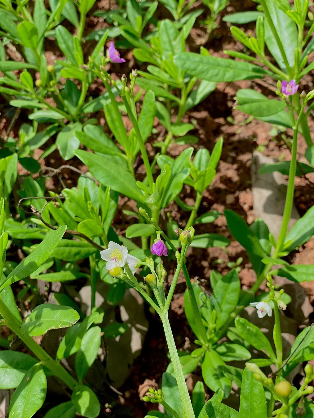 Spinach greens growing densely in a garden bed.