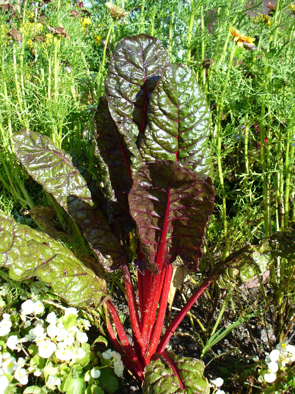 Swiss chard leaves with colorful stems.
