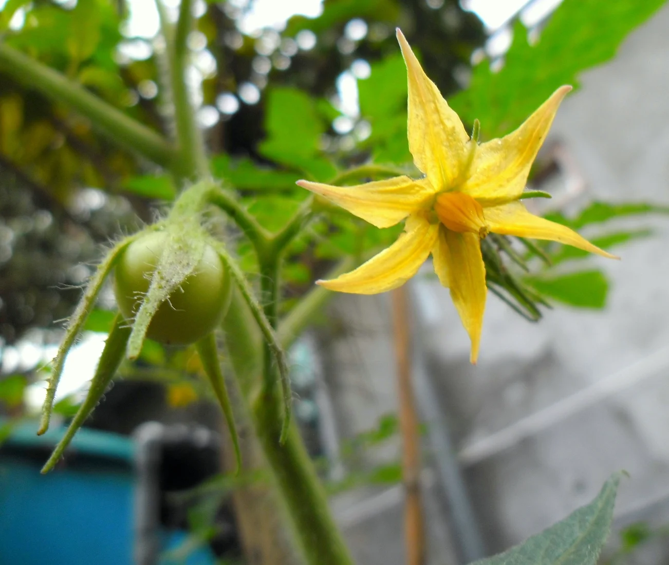 A yellow star-shaped tomato flower beside a small green developing fruit.