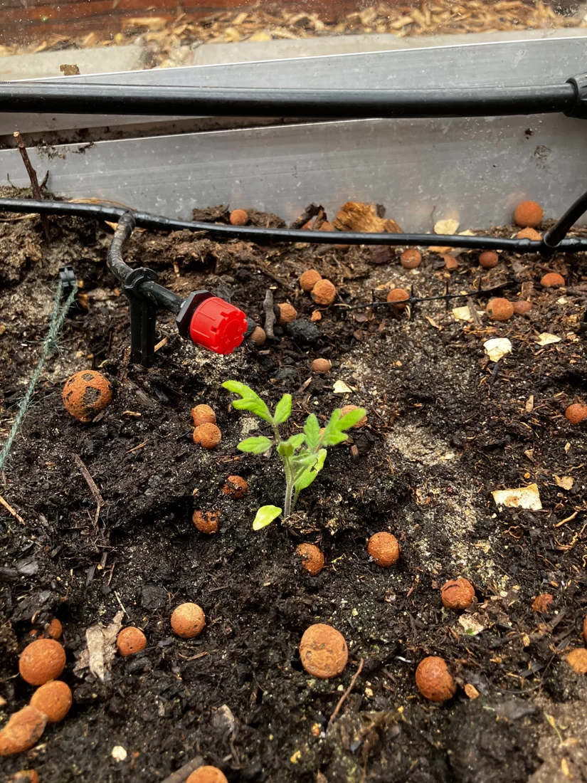 A small tomato seedling growing in soil beside a drip emitter.