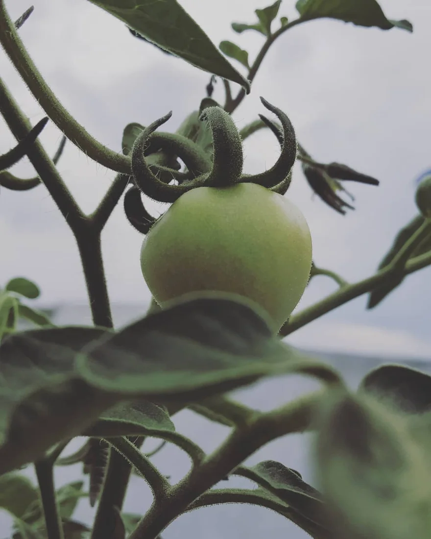 A green tomato hanging beneath pointed sepals on a hairy stem.