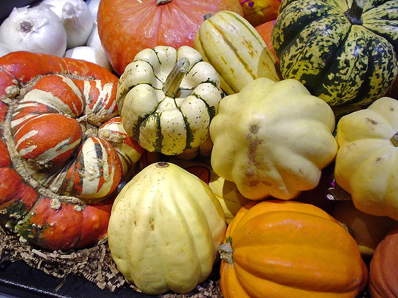 Mature winter squash fruit in the garden.