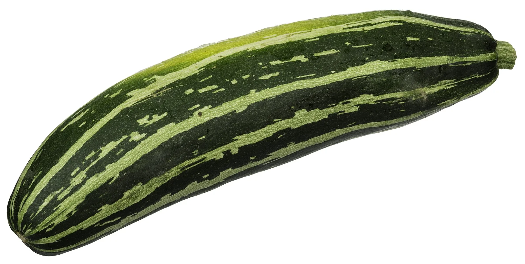 Zucchini squash growing with broad green leaves.